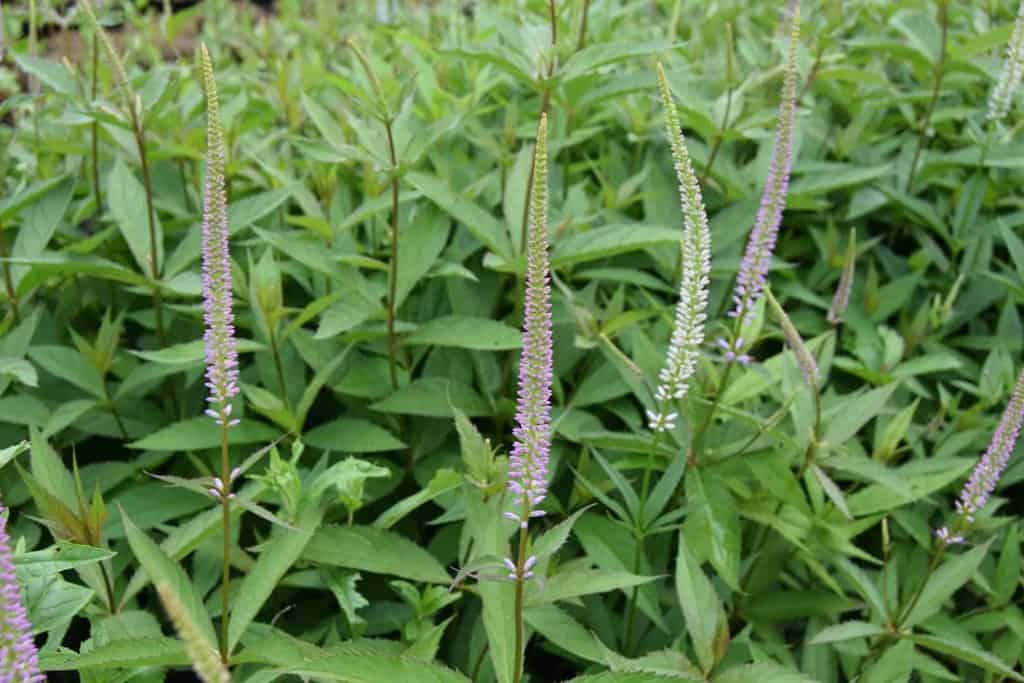 Veronicastrum virginicum 'Fascination' ---